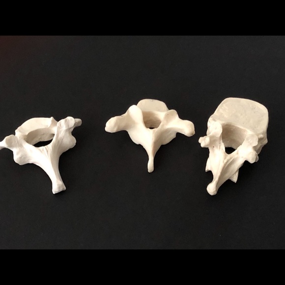 Other - Cervical, Thoracic and Lumbar Vertebrae Models